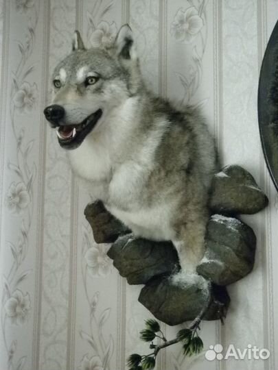 Таксидермия-изготовление чучел животных