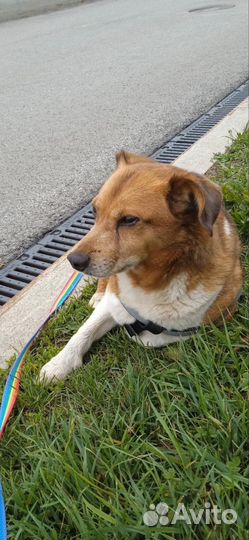 Боцману нужен дом