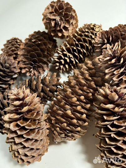 Шишки сосновые еловые столичные московские