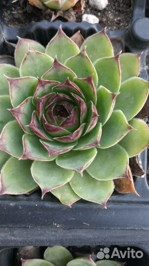 Молодило оптом