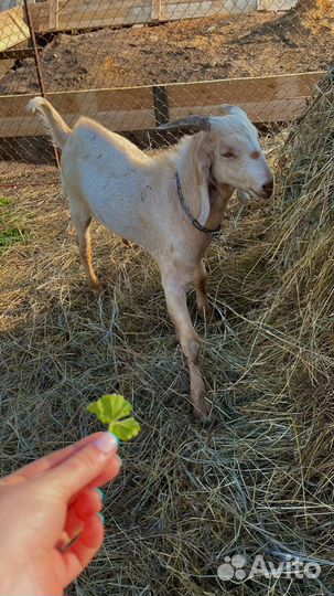 Англо нубийские козлики