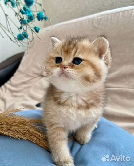 Британская шиншилла девочка