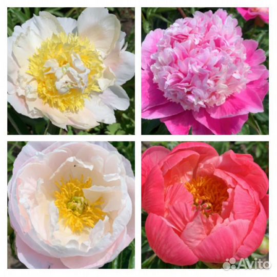 Пионы сортовые
