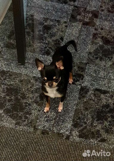 Чихуахуа миниатюрный на вязку