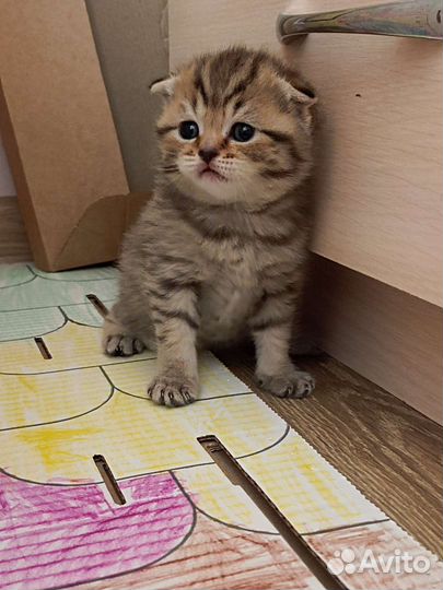 Шотландская