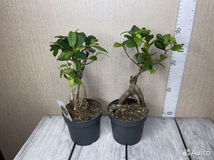 Фикус бонсай гинсенг комнатные цветы
