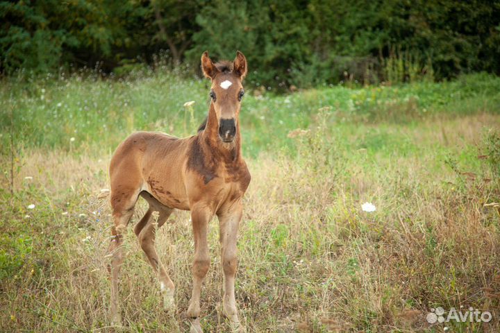 Лошади кросс андалуз