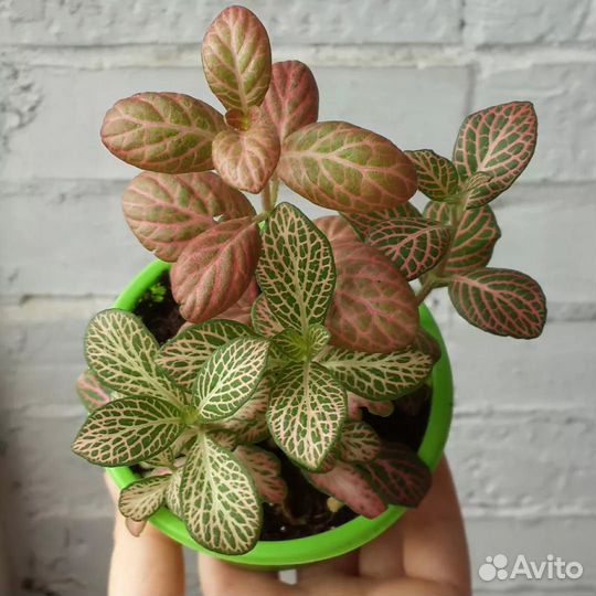 Фиттония. Фитония. Комнатные цветы