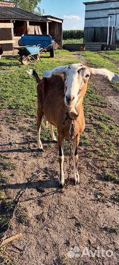 Дойные нубийские козы