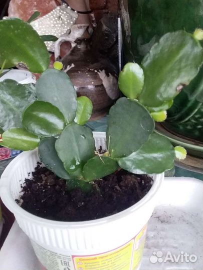 Растения шефлера