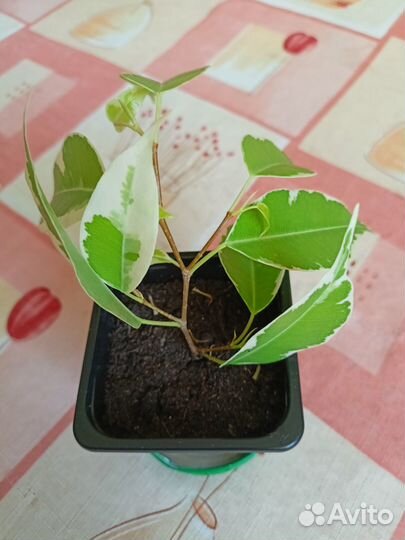 Сортовые фикусы