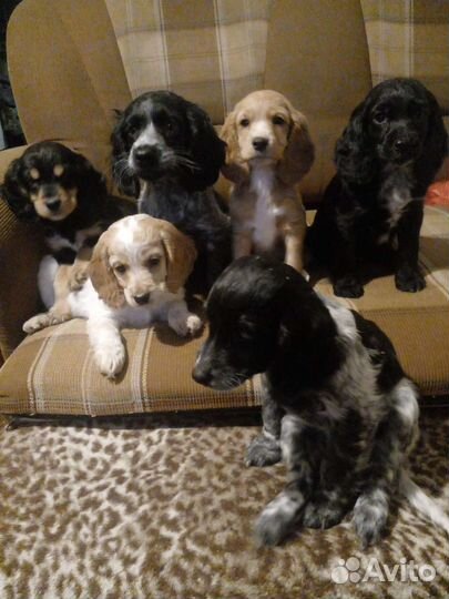 Русский спаниель