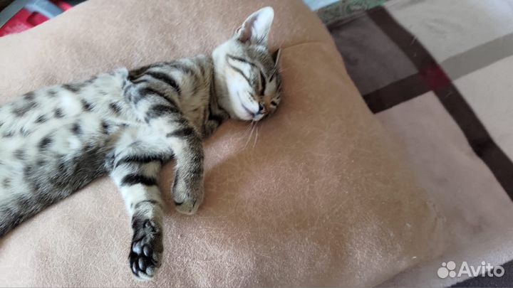 Экзотический метис из Абхазии