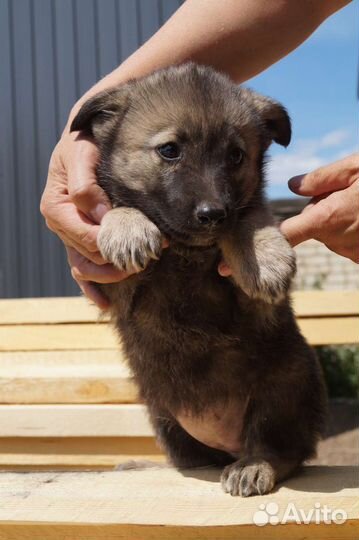 Щенки 4 в поиске дома