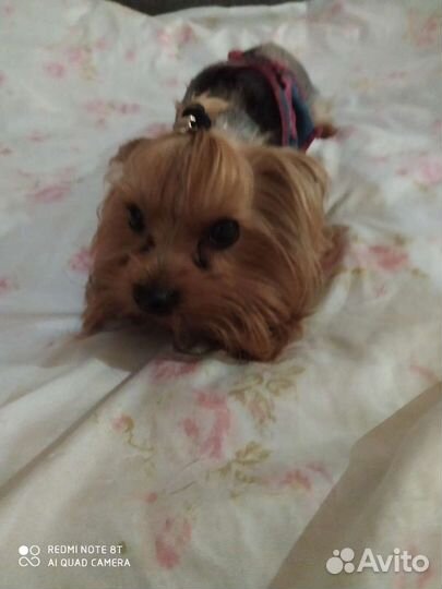 Йоркширский терьер