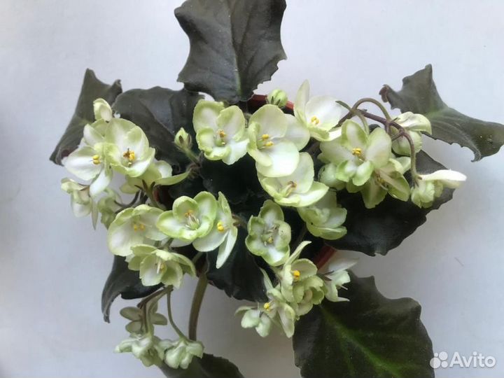 Узамбарская фиалка листочки красула хлорофитум