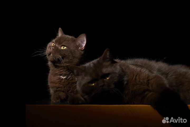 Молодой кот. Вязка