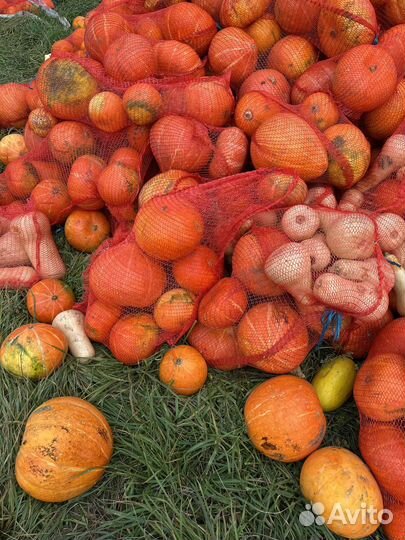 Тыква на корм животным