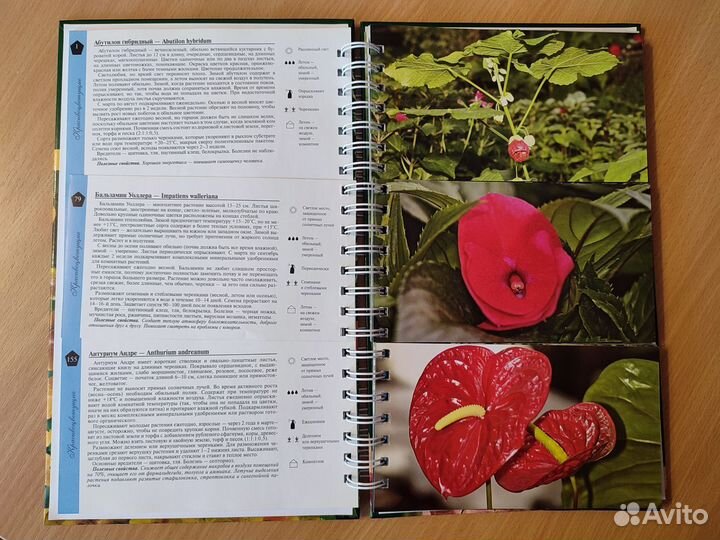 Миллион цветов для кpаcоты нашего домa