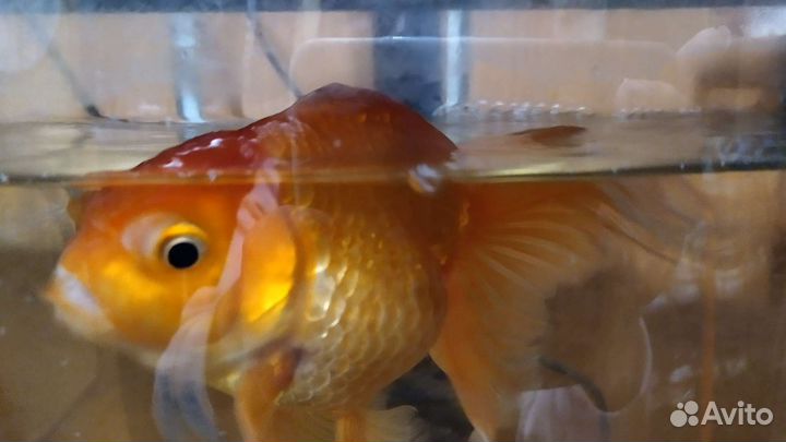 Продаю аквариум с золотой рыбой