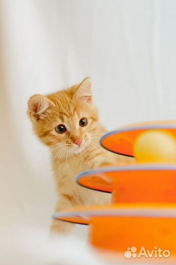 Котёнок Котя