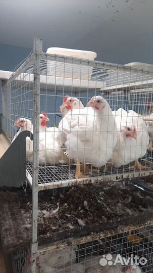 Клетки для бройлера