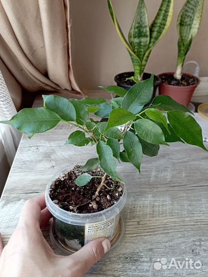 Цветы комнатные