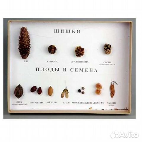 Как выглядят семена деревьев