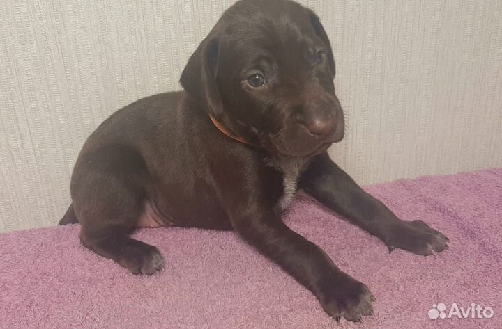 Щенки курцхаара