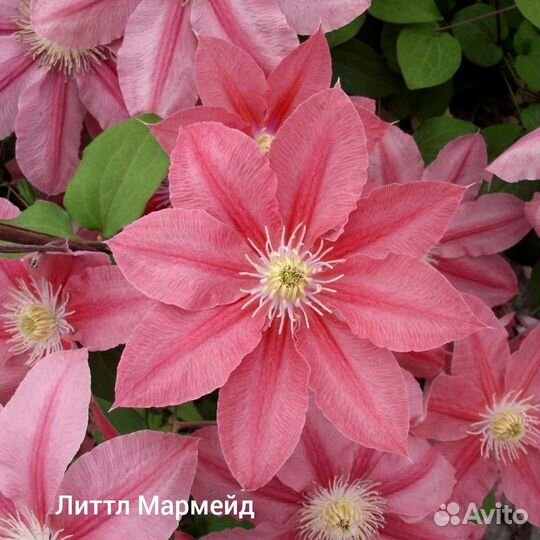 Клематисы предзаказ на октябрь