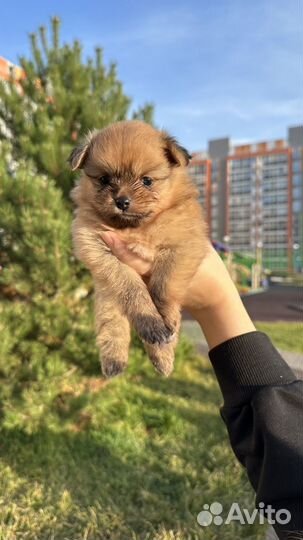 Помчи
