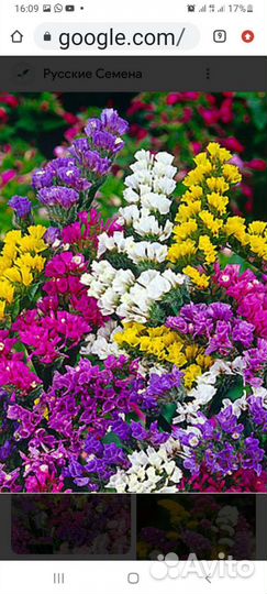 Ирис,мак многолетн