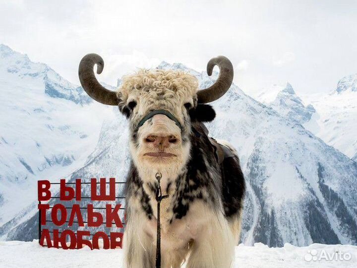 Экскурсия — Кисловодск — Завораживающий Домбай: дж