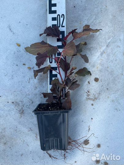 Пузыреплодник калинолистный р9 опт