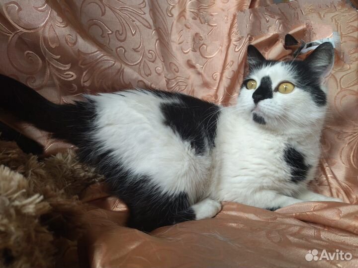 Интеллигентная девушка в добрые руки