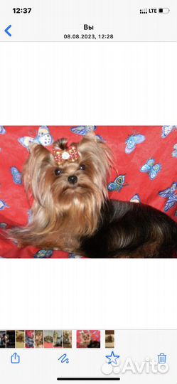 Йоркширский терьер