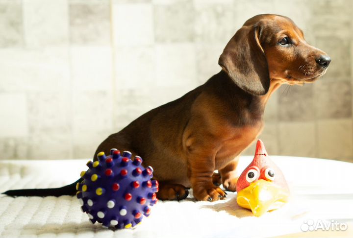 Щенки стандартной Таксы