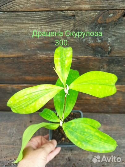 Комнатные растения. Пеперомия, пеллиония, пелея