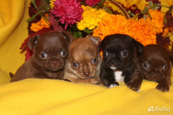 Чишки-веселые малышки