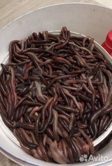 Черви выползки