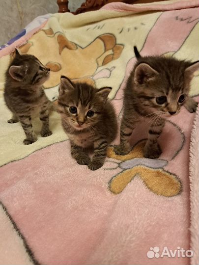 Шотландские котята