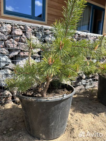 Сосна для формирования бонсай ниваки