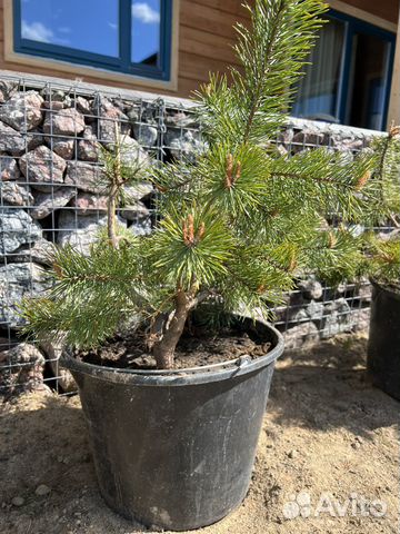 Сосна для формирования бонсай ниваки