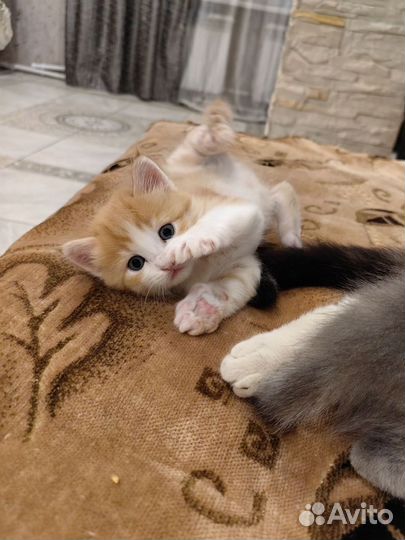 Котята в добрые руки бесплатно