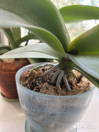 Фаленопсисы и толстянка