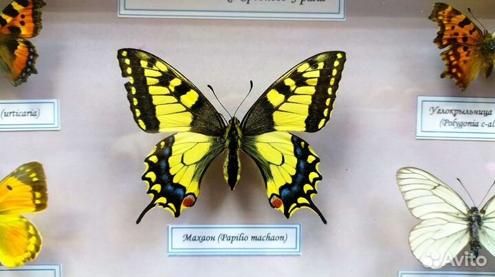 Бабочки в рамке