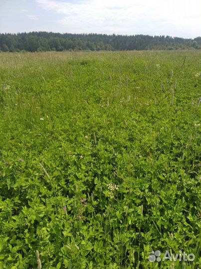 Продам сено в рулонах 250 кг