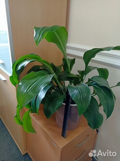 Комнатный цветок Эухарис