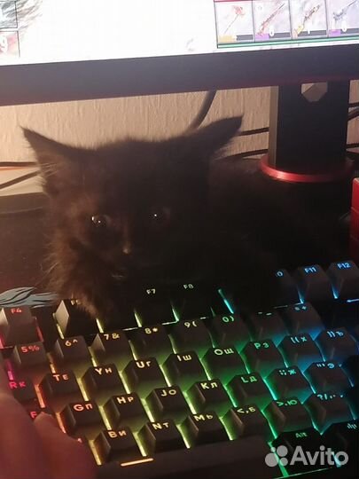 Черный котенок в добрые руки