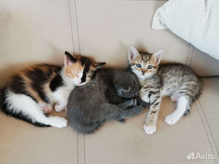 Бесплатно кошечки